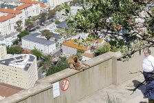 272 gibraltar affen
